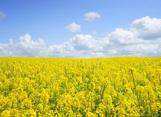mustard seeds