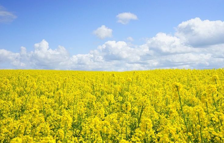 mustard seeds