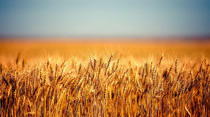 Wheat Field Preparation